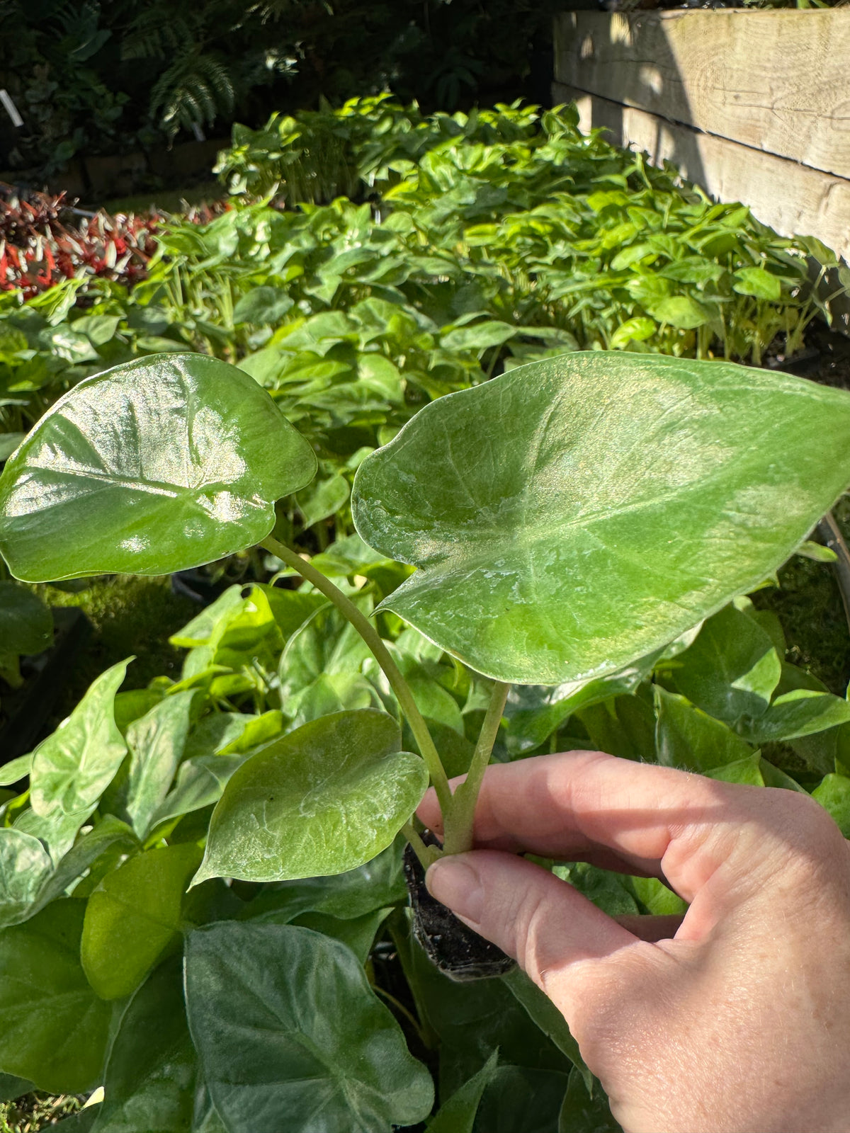 Alocasia macrorrhizos