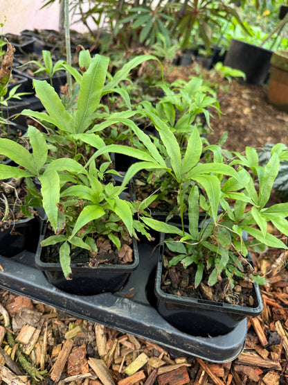 Pteris umbrosa- Jungle Brake Fern