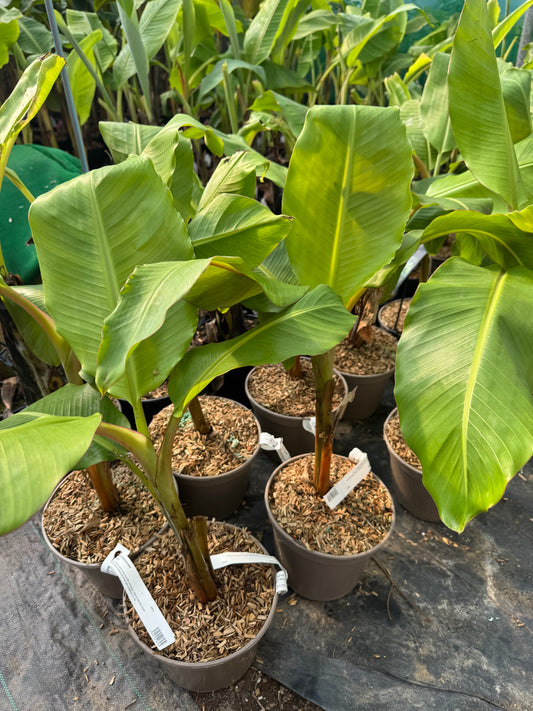 Musa himalayensis speciosa