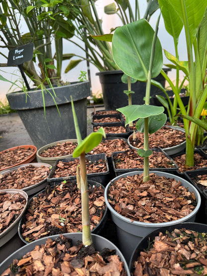Hedychium gardnerianum