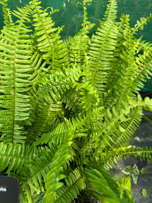 Nephrolepis ‘Arctic Jungle’
