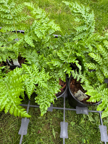 Cyathea orange giant 9cm