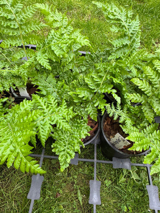 Cyathea orange giant 9cm
