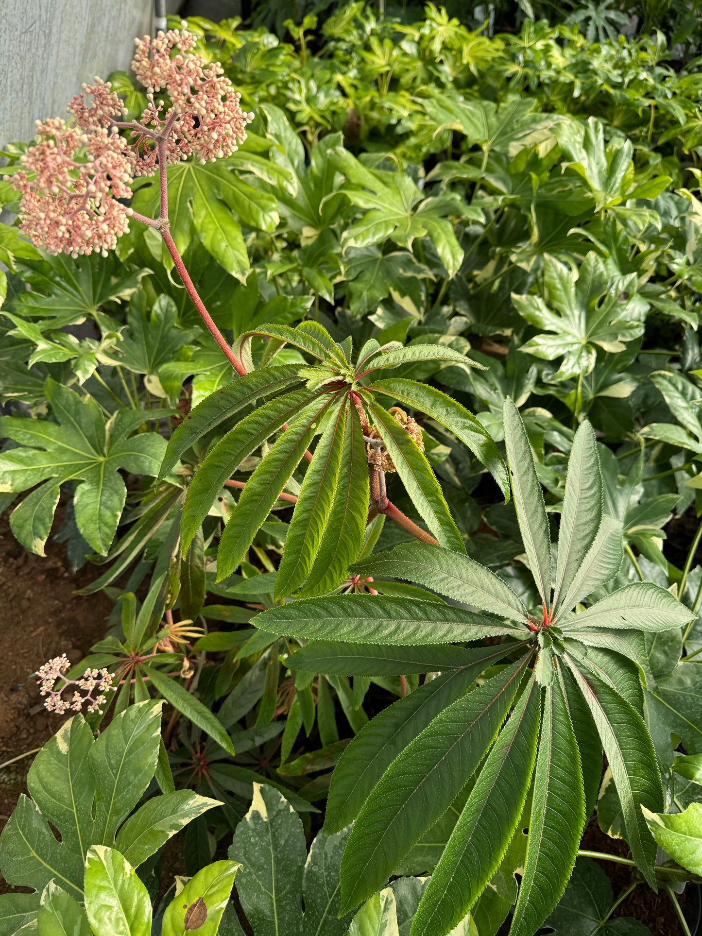 Begonia luxurians
