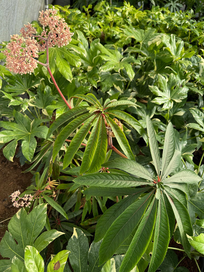 Begonia luxurians