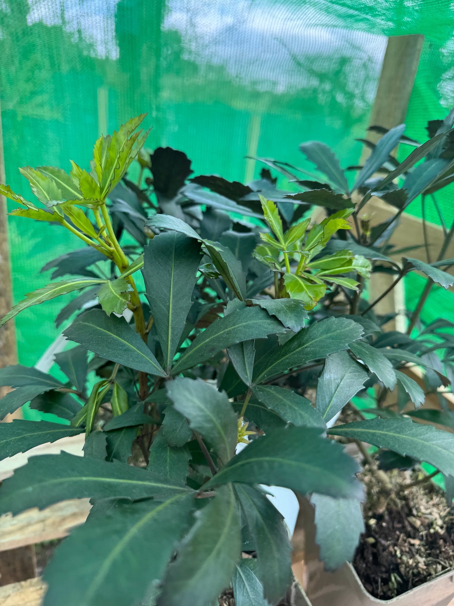 Pseudopanax lessonii 'Dream Time'