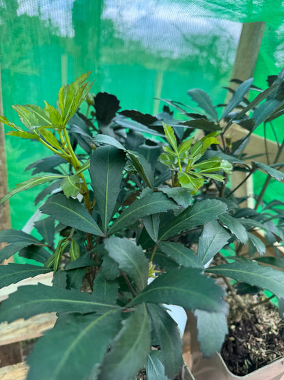 Pseudopanax lessonii 'Dream Time'