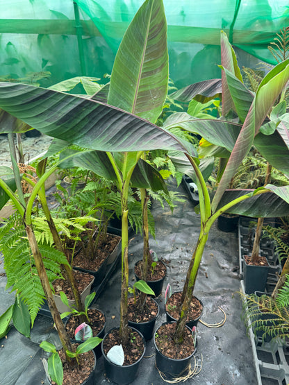 Large Musa Sikkimensis