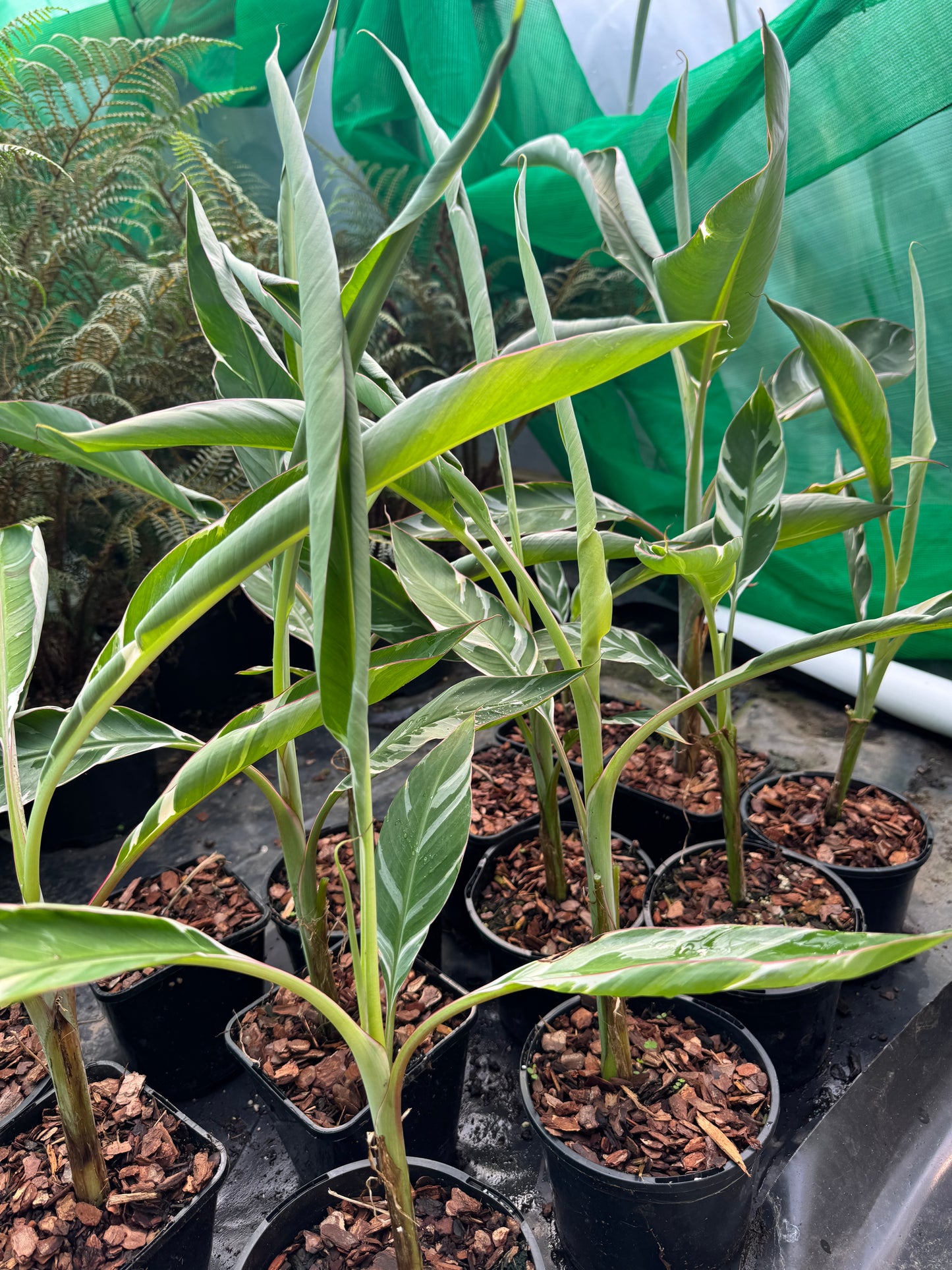 Musa ‘Florida’ – The Resilient Choice for Rare Plant Lovers.
