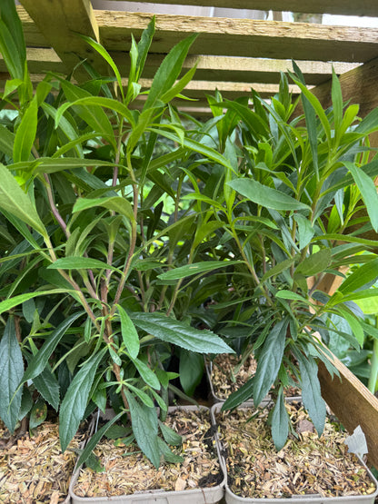 Isoplexis Canariensis large