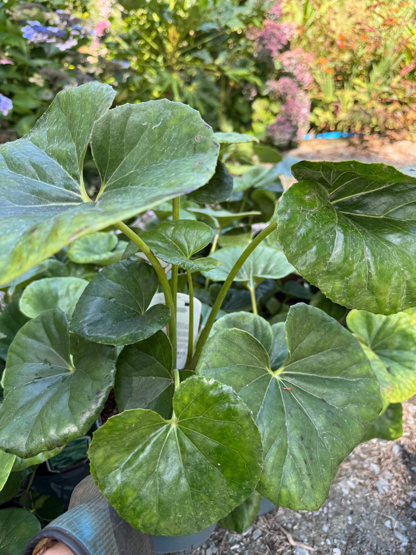 Farfugium japonicum ‘Gigantea’