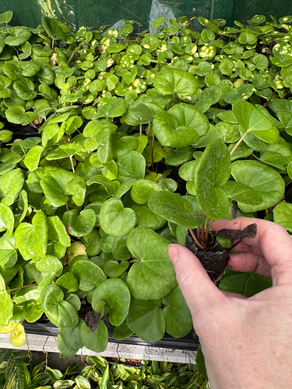 Farfugium japonicum var. giganteum