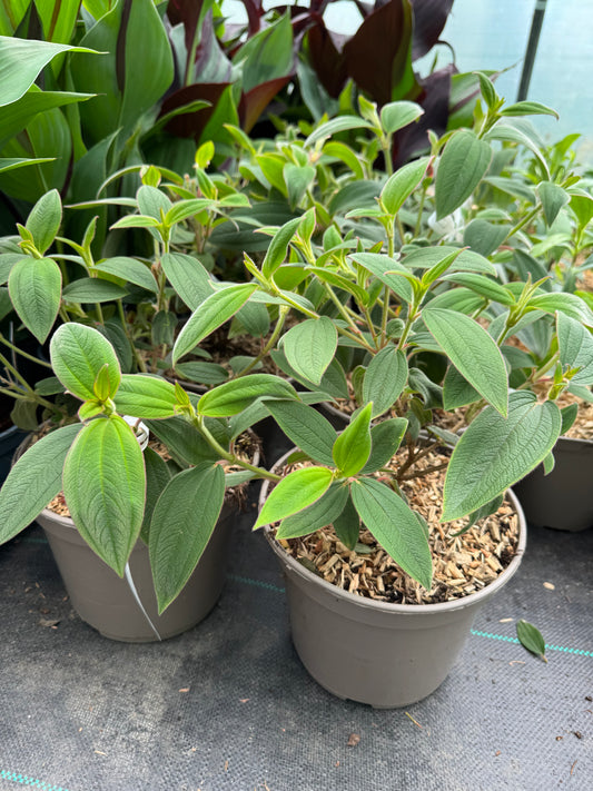 Tibouchina organensis 'Blue Moon'