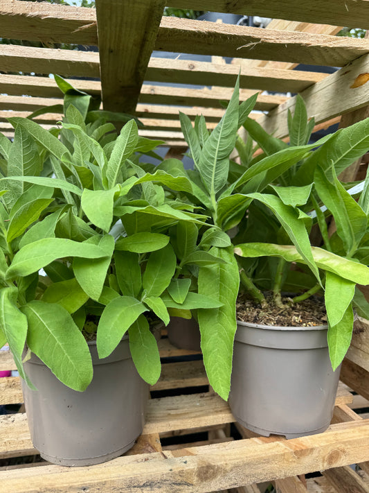 Lobelia tupa (Devil’s Tobacco)
