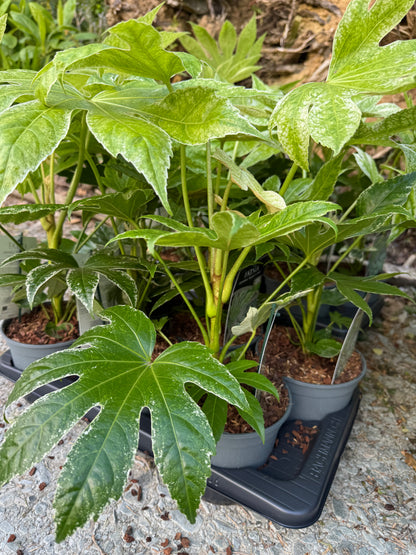 Fatsia Japonica Spiders Web