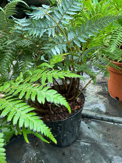 Cyathea dealbata Large