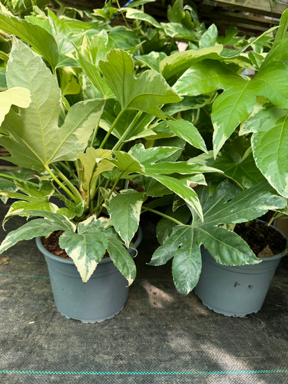 Fatsia japonica 'Variegata' large