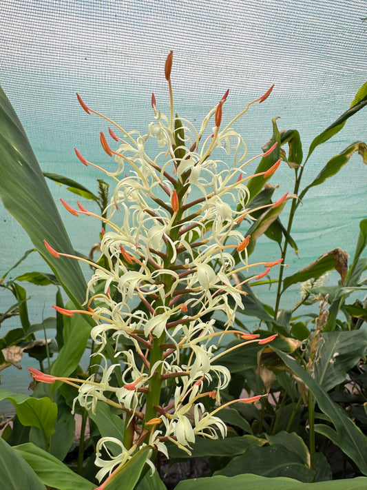 Hedychium gracile