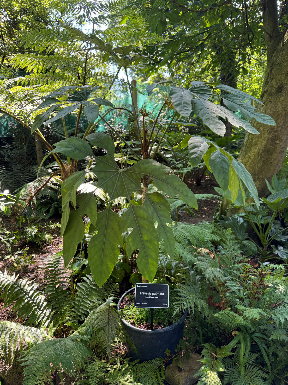 Trevesia palmata (Snowflake Tree)