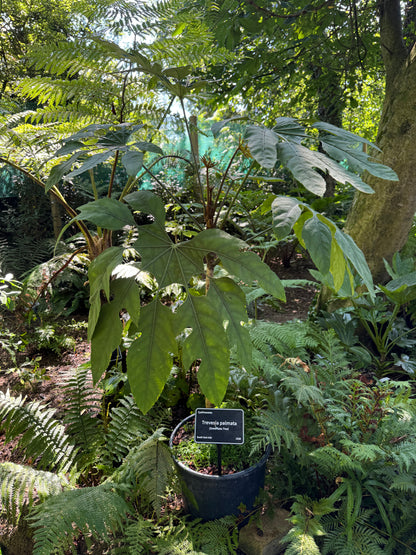 Trevesia palmata (Snowflake Tree)
