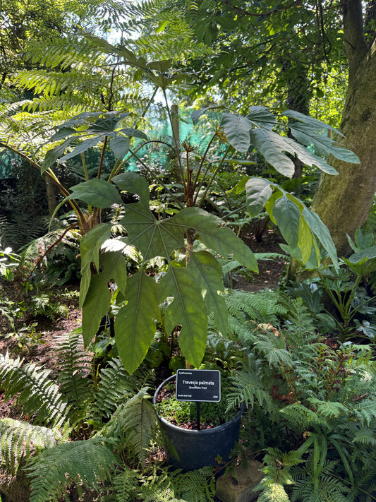 Trevesia palmata (Snowflake Tree)