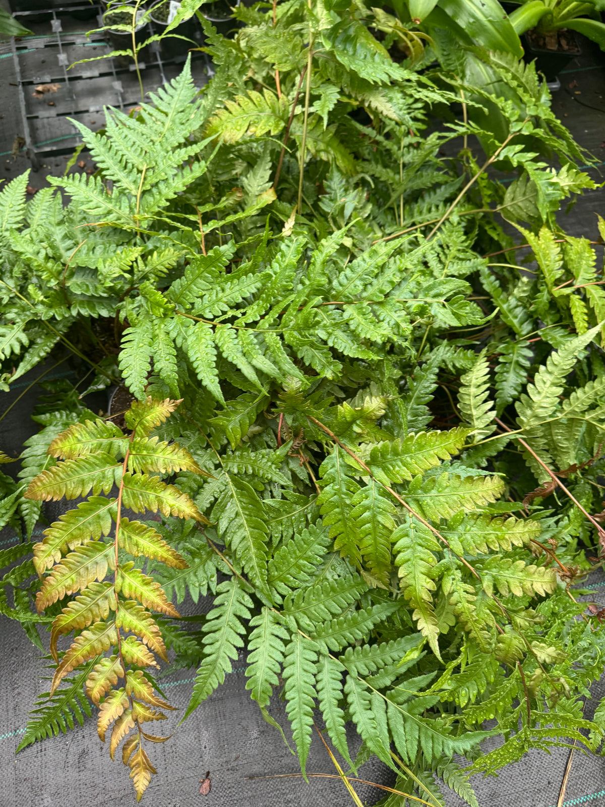 Woodwardia unigemmata (Jewelled Chain Fern)