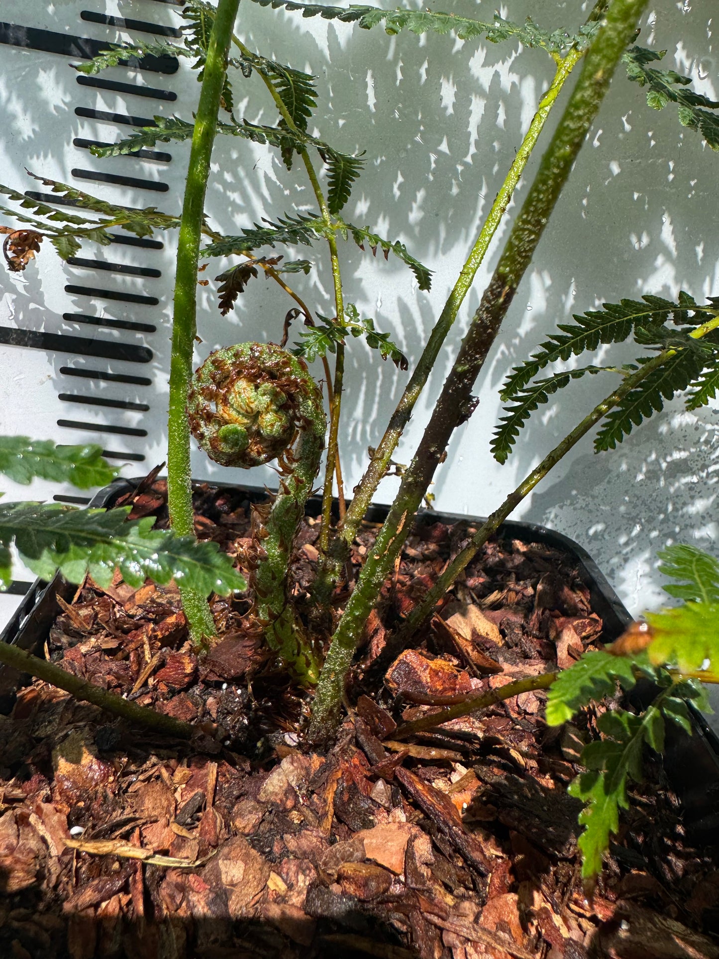 Cyathea australis, Alsophila australis