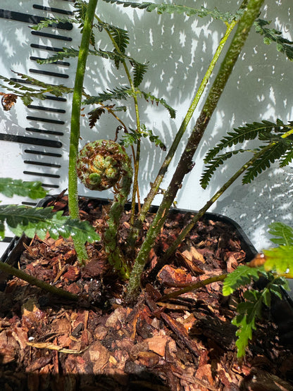 Cyathea australis, Alsophila australis