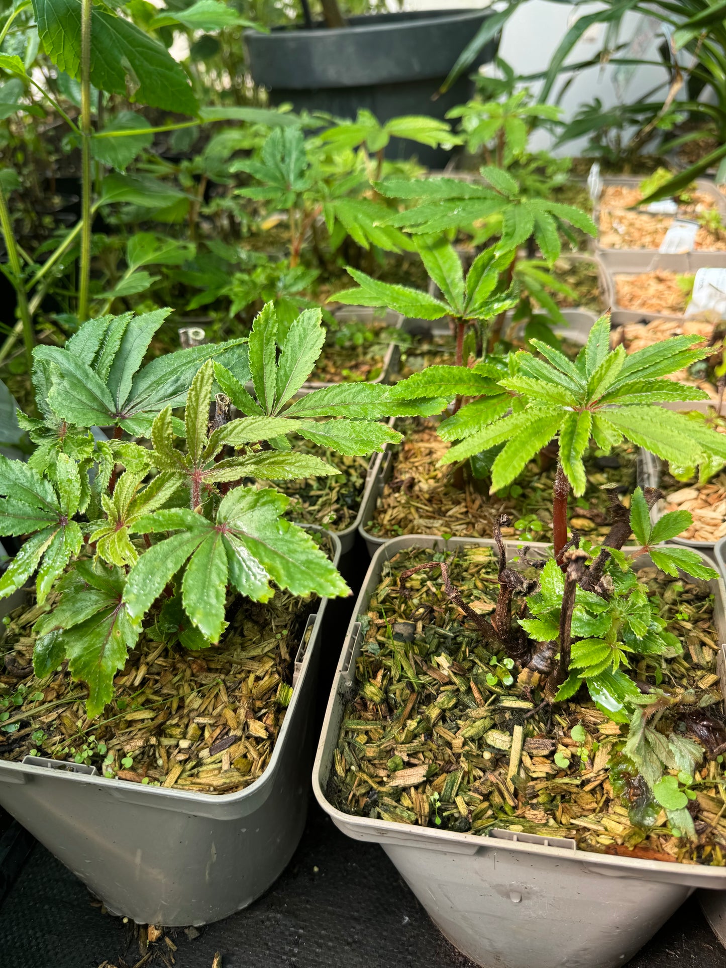 Begonia luxurians