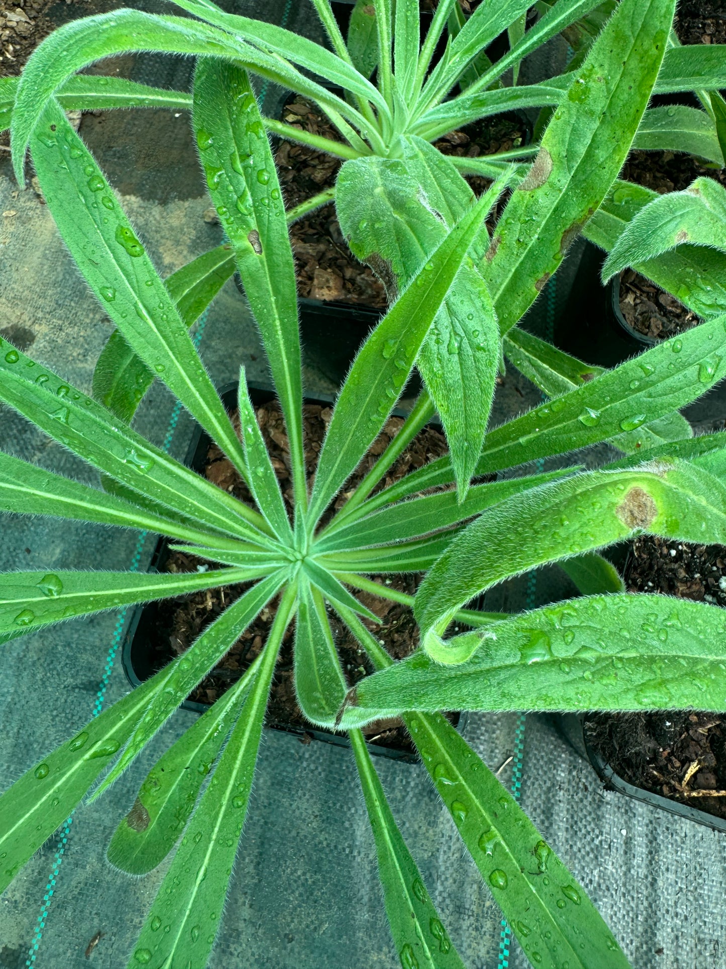 Echium Wildpretii large