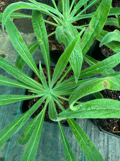 Echium Wildpretii large