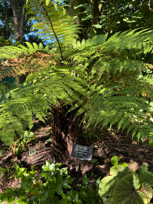 Dicksonia squarrosa Large (trunked)
