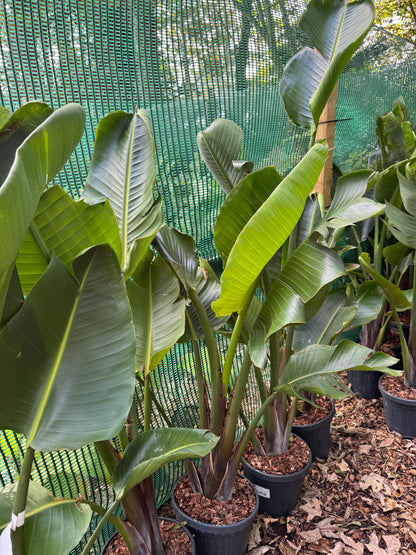 Strelitzia augusta