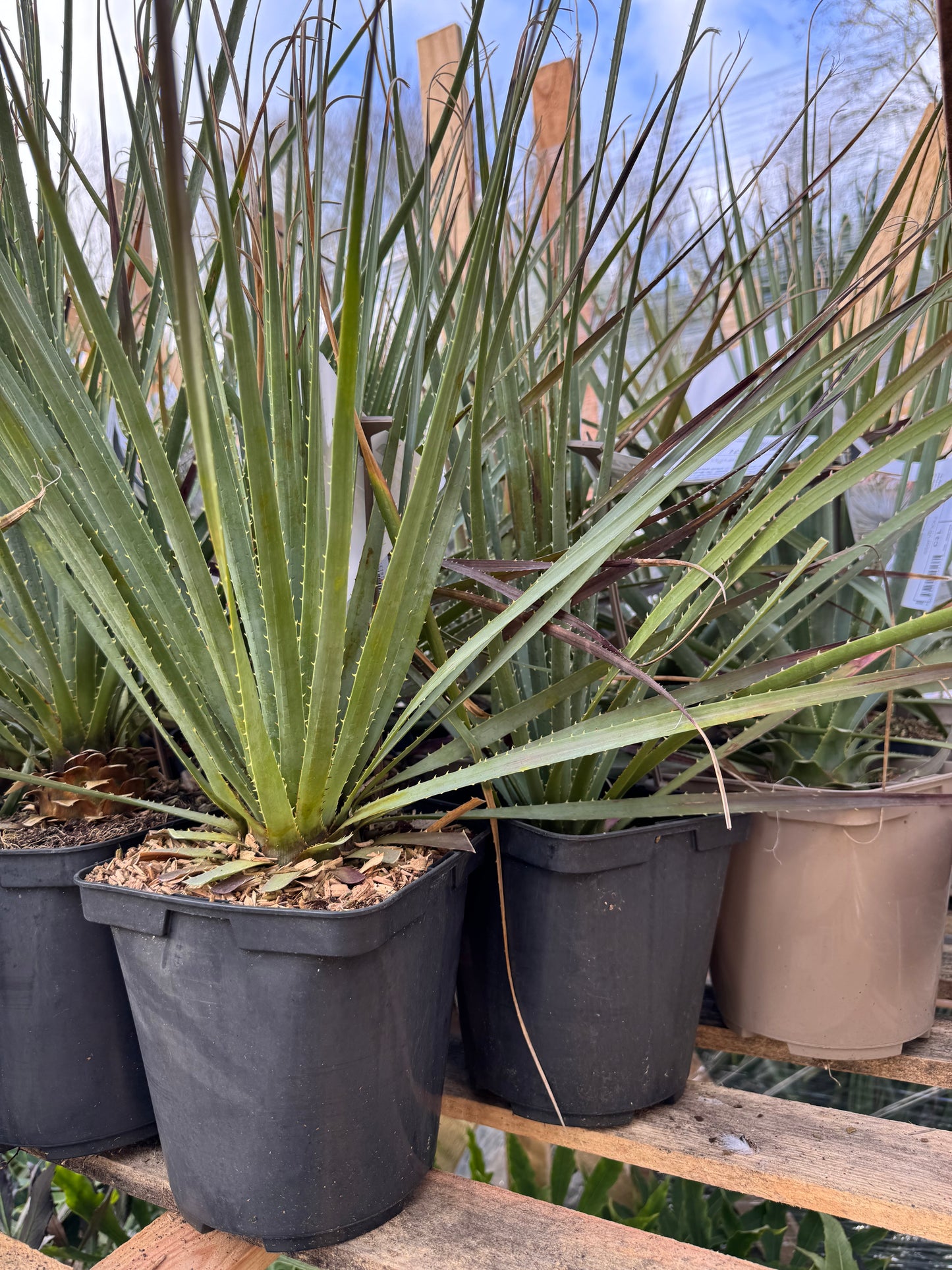 Dasylirion glaucophyllum - Blue Sotol