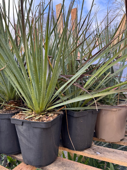 Dasylirion glaucophyllum - Blue Sotol