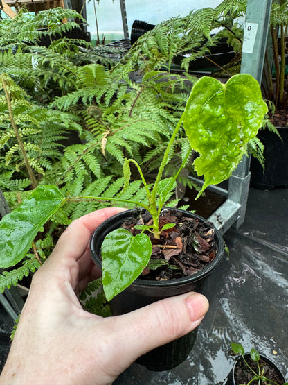 Fatsia polycarpa 'Megafatsia' 9cm pot