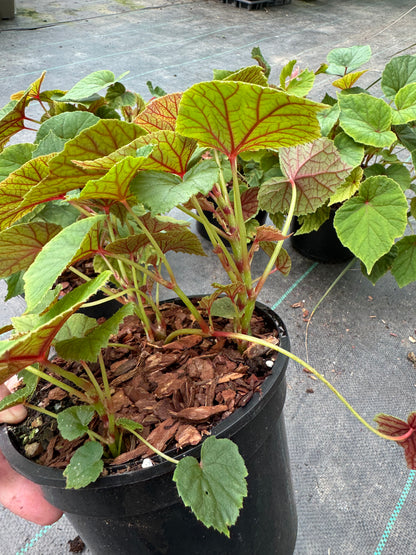 Begonia grandis Subs. Evansiana Alba 2 litre