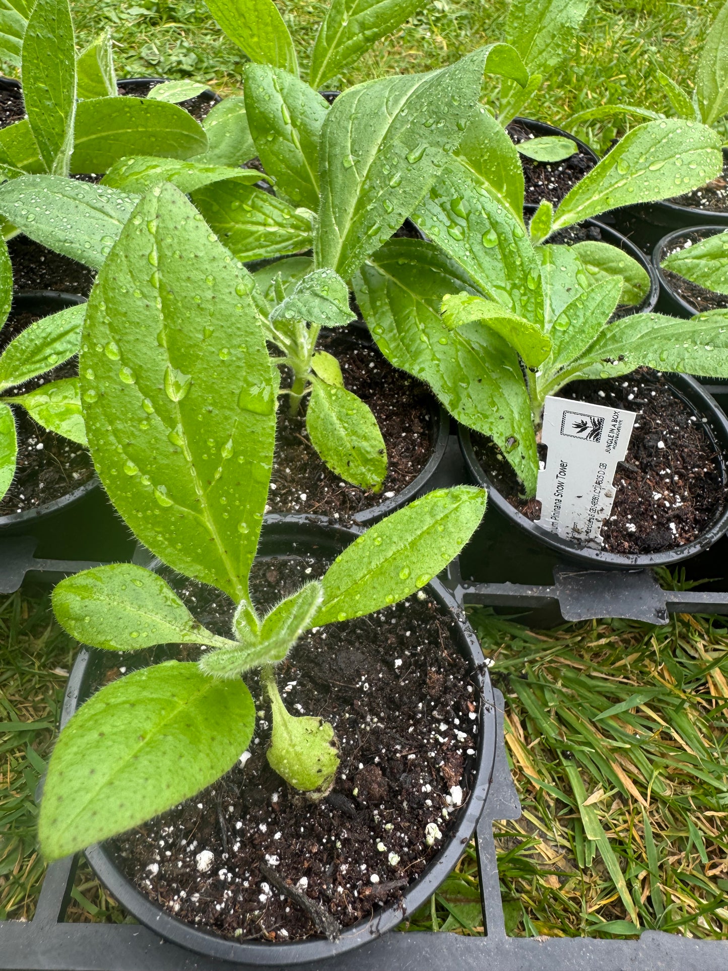 Echium Pininana (Snow Tower)