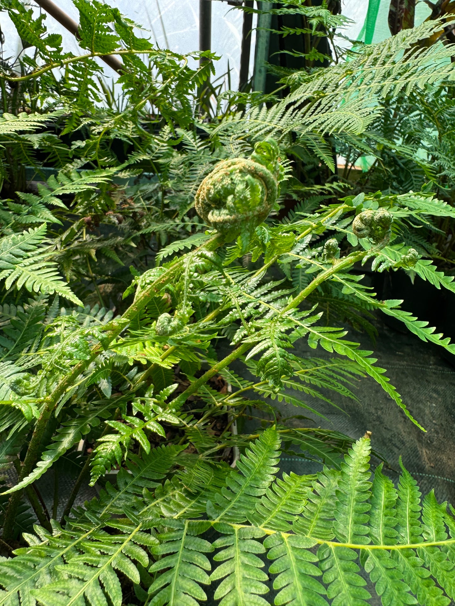 Cyathea australis, Alsophila australis