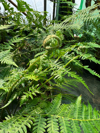 Cyathea australis, Alsophila australis