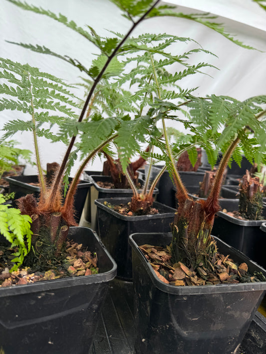 Dicksonia blumei