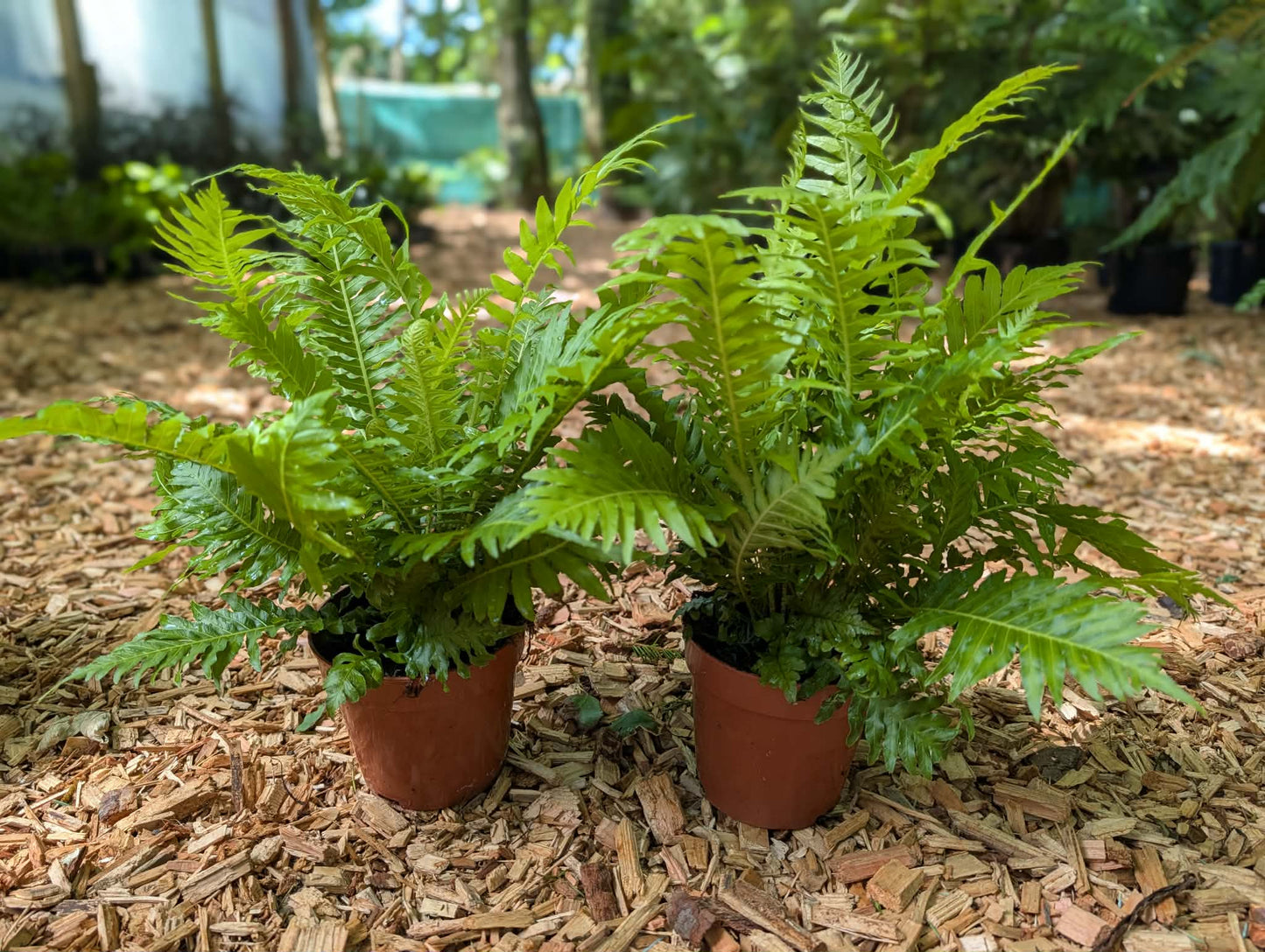 Blechnum gibbum ‘Silver Lady’ twin pack