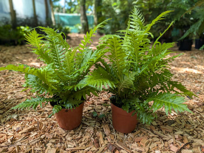 Blechnum gibbum ‘Silver Lady’ twin pack