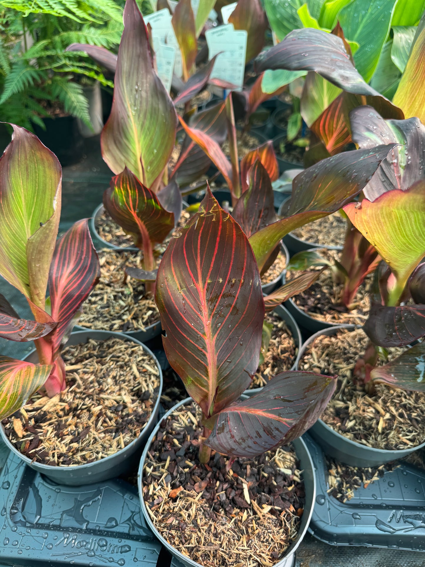 Canna 'Tropicanna' (Variegated Indian Shot)