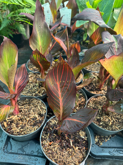 Canna 'Tropicanna' (Variegated Indian Shot)