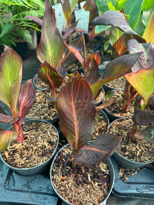 Canna 'Tropicanna' (Variegated Indian Shot)
