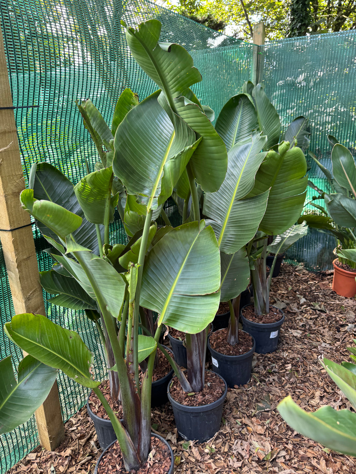Strelitzia augusta