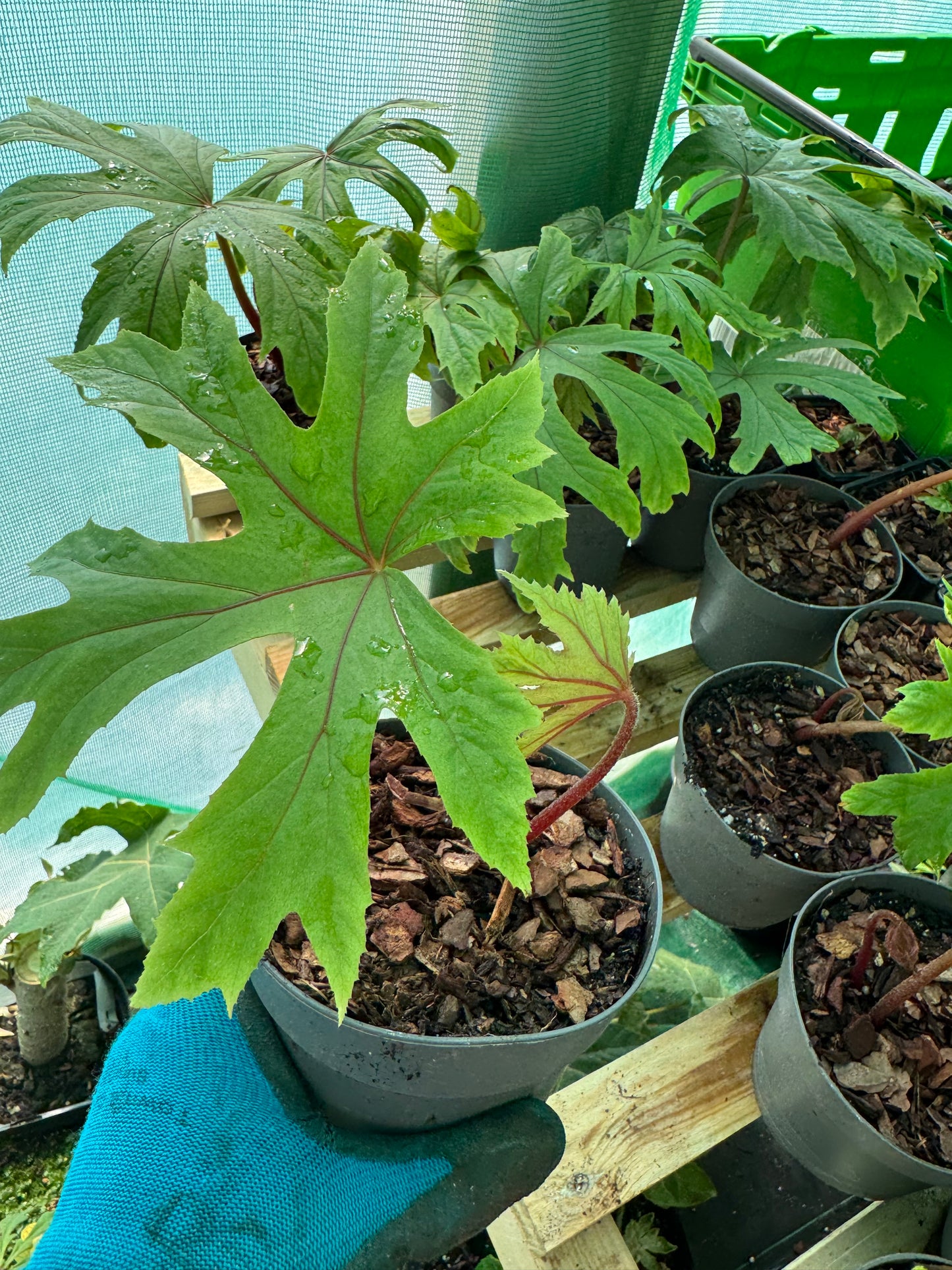 Begonia pedatifida
