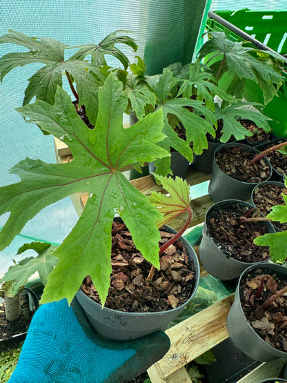 Begonia pedatifida