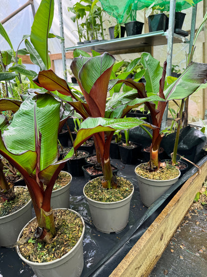 Ensete ventricosum maurelii (Large)